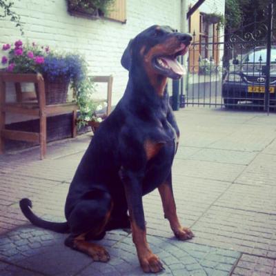 Astor v.'t Nordse Veld (NHSB 2651289) | Black Doberman Pinscher