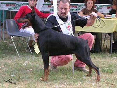 Barbie (LO0187920) | Black Doberman Pinscher