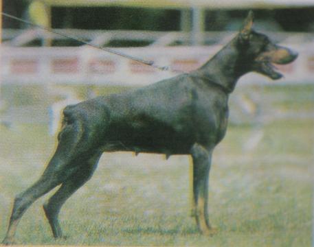 Oronero di Campovalano | Black Doberman Pinscher