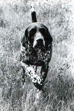 Titan de la Haille au Loup | German Shorthaired Pointer 