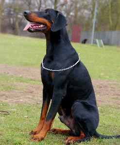 Aaron zum Bienenstand | Black Doberman Pinscher