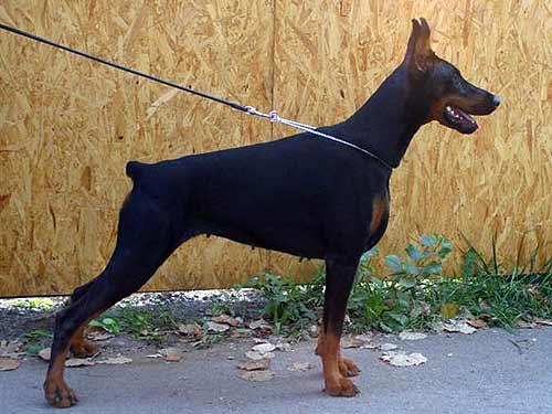 Rashel iz Zoosfery | Black Doberman Pinscher