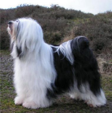 ALILAH CAPRICE | Tibetan Terrier 