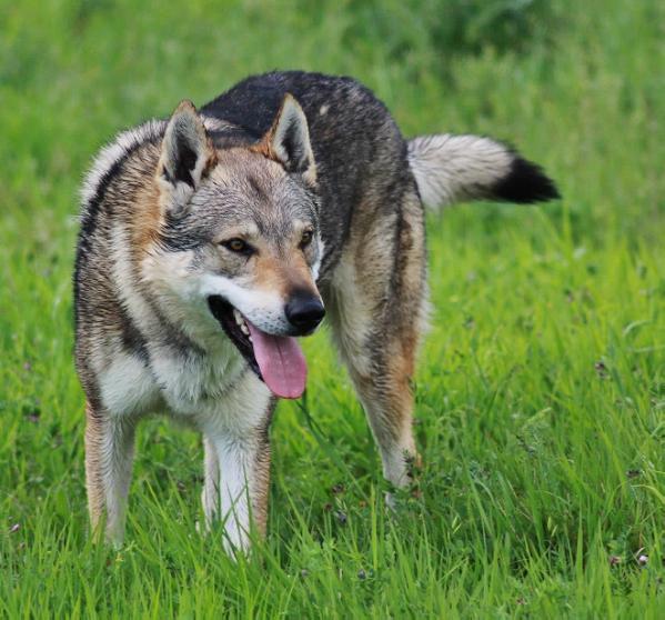 Moravia del Montale | Czechoslovakian Wolfdog 