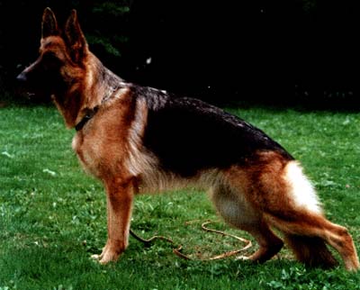 Inka vom Hawelkaweg | German Shepherd Dog 