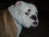 Rio Bravo's Zeus of Deuce | Olde English Bulldogge 