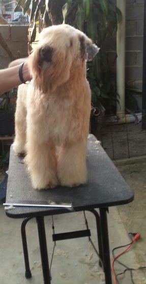 Pregone's Soft Pól | Soft Coated Wheaten Terrier 