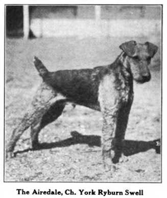 York Ryburn Swell 184814 | Airedale Terrier 