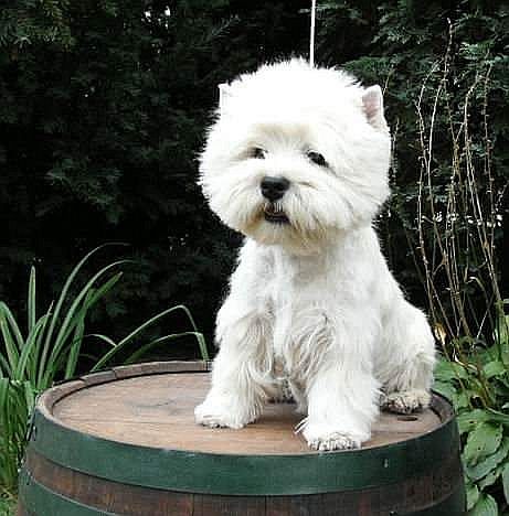 Baster Slaska Gwara | West Highland White Terrier 