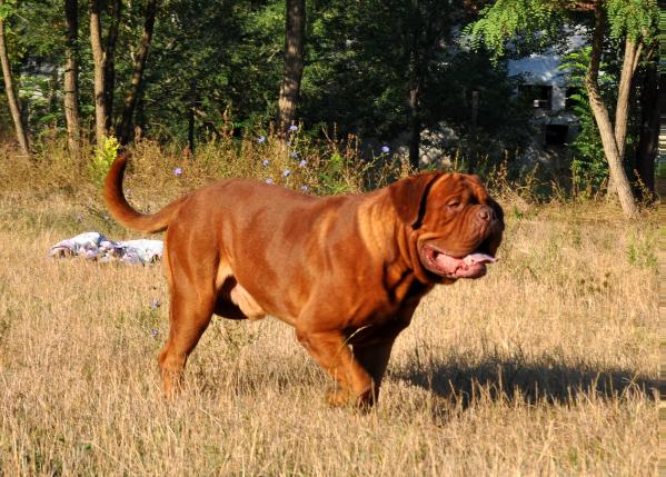 Urban Soho's Tannakayd Omar | Dogue de Bordeaux 