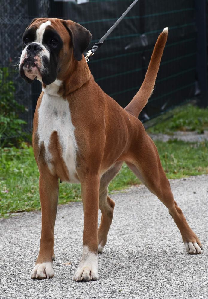 Khaleesee Gymnema Sylvestre | Boxer 