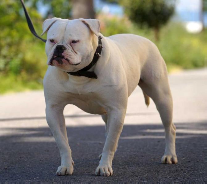 Chiaradia's White Diamond | American Bulldog 