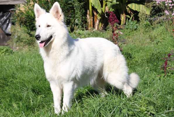 Guilla de la Tour de Babel | White Swiss Shepherd Dog 