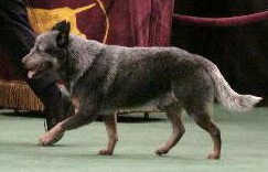 Kombinalong Supernitrous | Australian Cattle Dog 