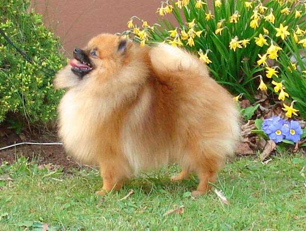 Belliver Fire Connection | Pomeranian 