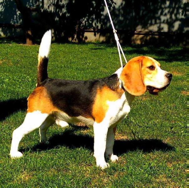 SWEETFONTE THE KING OF HEART | Beagle 