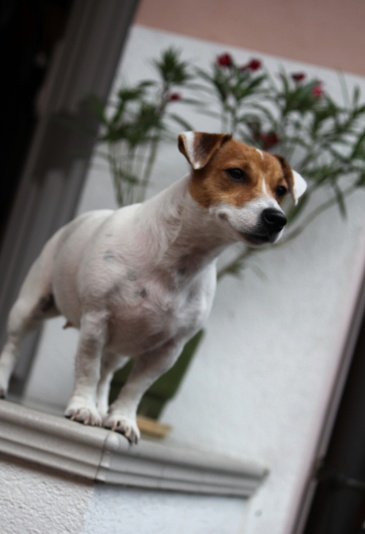 Fanny z Atarova Dvora | Jack Russell Terrier 