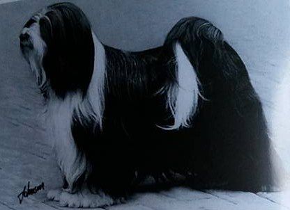 ATISHA KIMIK'S MAGIC TRINITY | Tibetan Terrier 