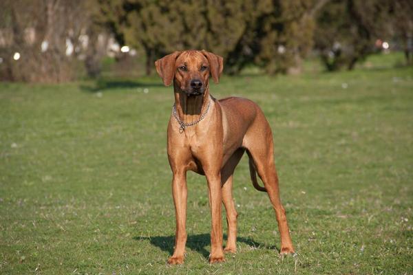 Chinika Malkia Abdalland | Rhodesian Ridgeback 