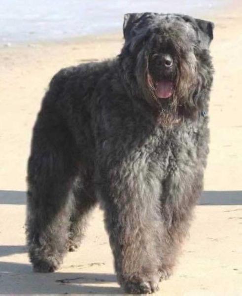 HAVASU-MOHAVE-AZ DU CLOS DE LA LUETTE | Bouvier des Flandres 