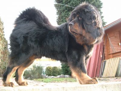 Tianwei Yuanyuan | Tibetan Mastiff 