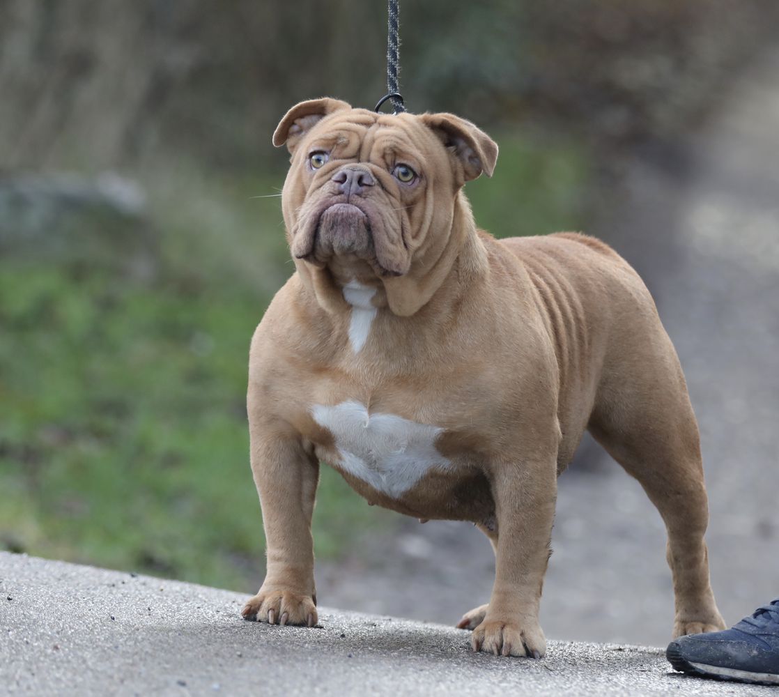 Ostergaard's Mona | Olde English Bulldogge 