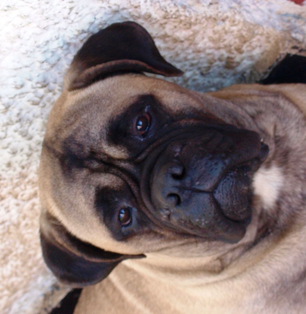 Chato's Omaha | Bullmastiff 