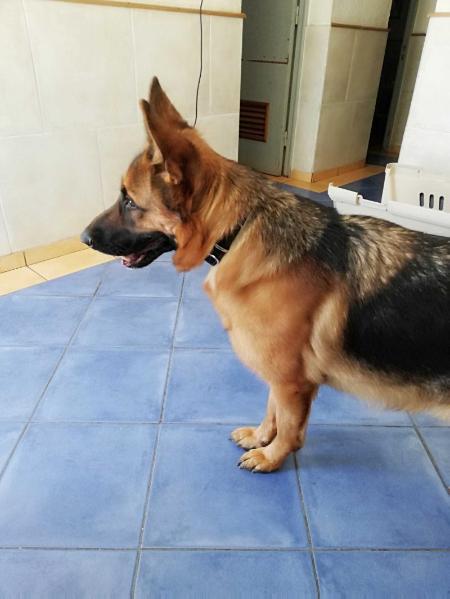 Gavi von Hirten | German Shepherd Dog 