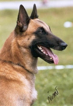 Xilly's Rafel (Malinois) | Belgian Laekenois 