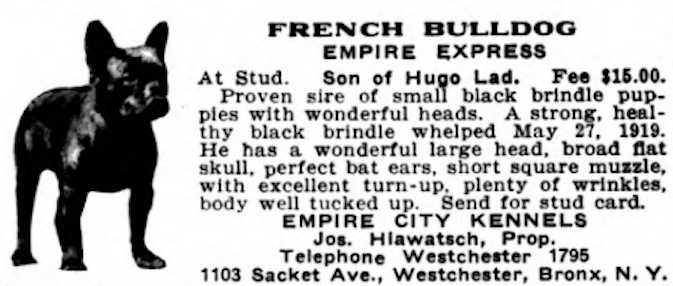 Empire Express | French Bulldog 