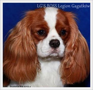 LG'S BOSS Legion Gagatkow | Cavalier King Charles Spaniel 