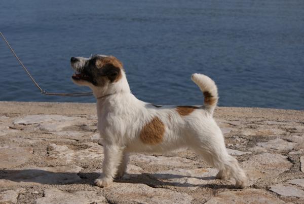 Zarra Ace Of Hearts Rags Puma | Jack Russell Terrier 