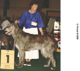 Kimberley vom Ursenbach | Irish Wolfhound 