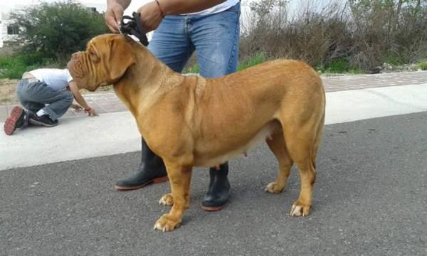 AGHATA SANCHEZ | Dogue de Bordeaux 