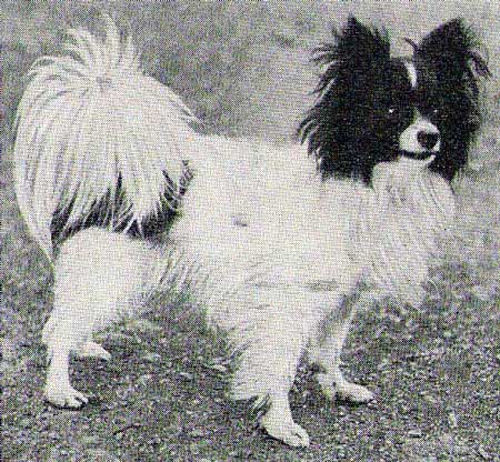Crystal of Ardna | Papillon 