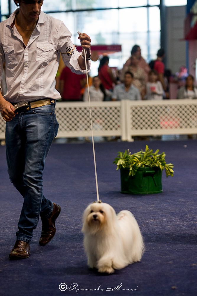 felipe de petit rouge | Maltese 