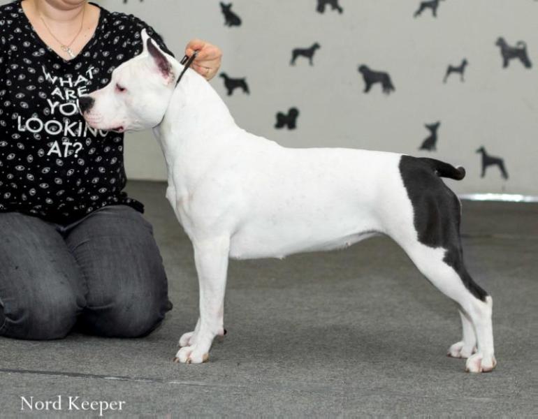 Nord Keeper Only You | American Staffordshire Terrier 