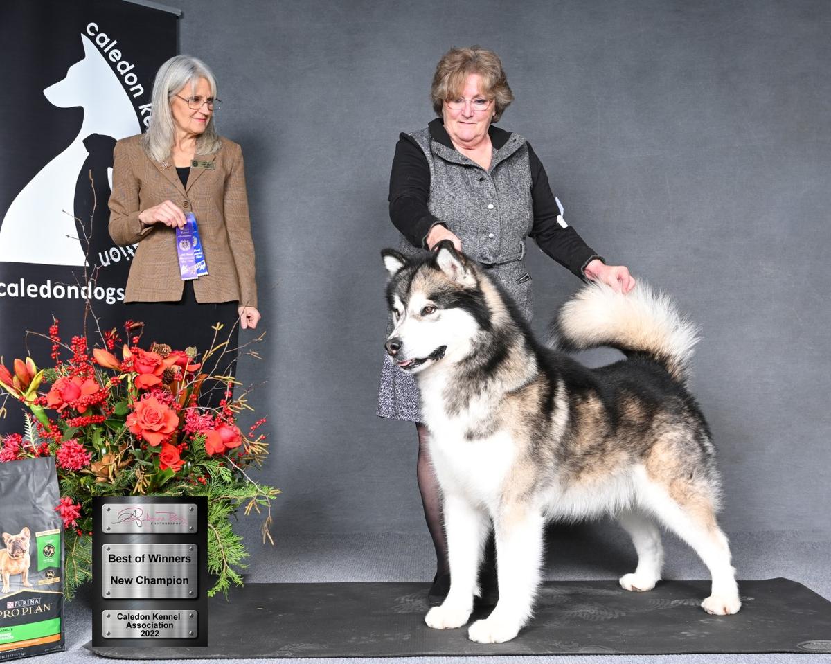 Shelaskan Bearhug Heart Tugger | Alaskan Malamute 