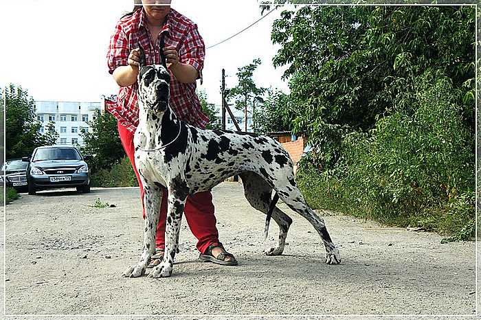 Je-O-Je | Great Dane 