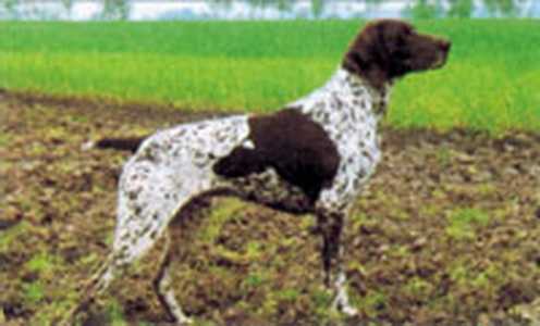 Vlies vom Hege Haus | German Shorthaired Pointer 