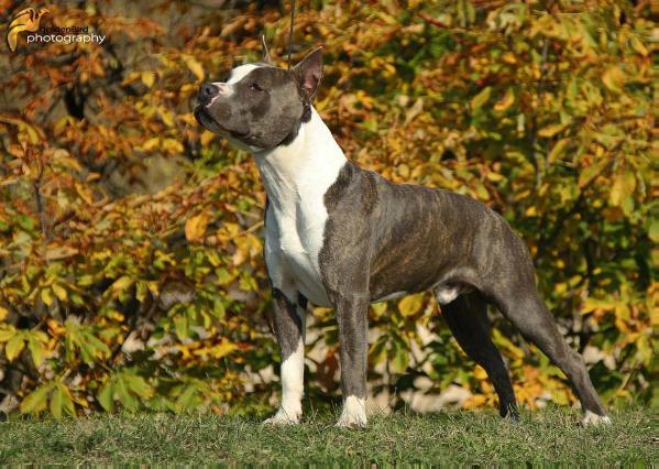 Tiger Tattoo's Kategorie-C | American Staffordshire Terrier 