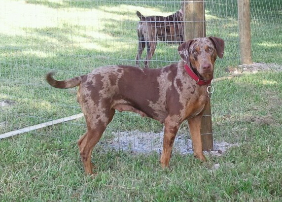 Panhead's Choctaw | Catahoula Leopard Dog 