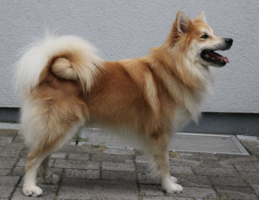 Ivi-Kappi aus Vinkona | Icelandic Sheepdog 