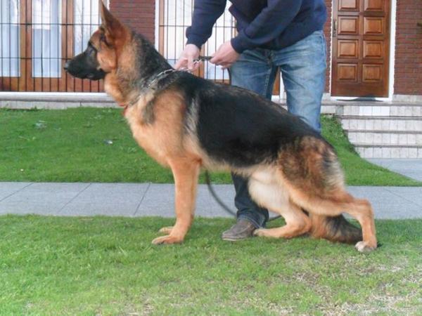 Dolar del Baron Rojo | German Shepherd Dog 