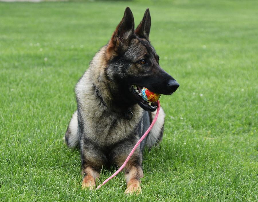 Umsa Vom Geistwasser | German Shepherd Dog 