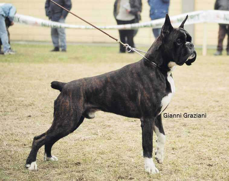 Sikili Garibaldi | Boxer 