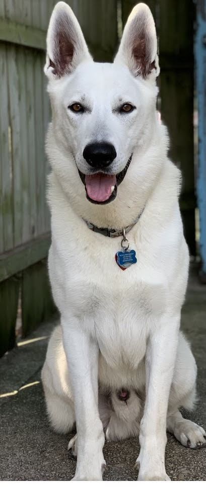 Hollybrook Jersey Devil's Igloo | White Swiss Shepherd Dog 