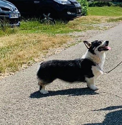 Carbo Stella Vanina | Pembroke Welsh Corgi 