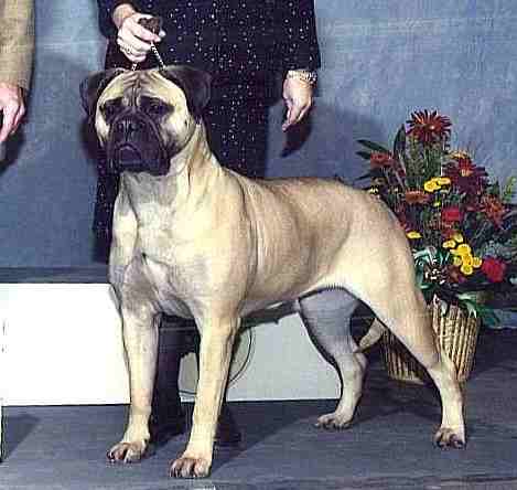 BULLBERRY BLACKSLATE RHUM | Bullmastiff 