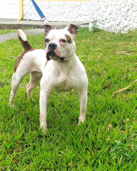 HBB's Loki of EBK | American Bulldog 
